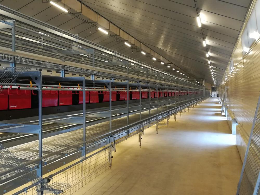 charpente-onillon_bat-poules-pondeuses-et-fumiere-2021-clere-sur-layon-49-3